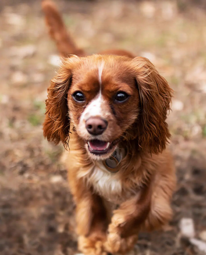 Collier de dressage pour chien : quelles sont les options de personnalisation disponibles