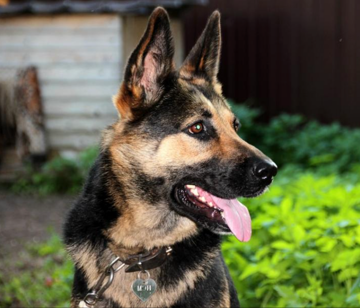 Les colliers de dressage pour chien : un outil essentiel pour la sécurité de votre animal