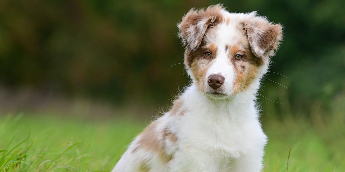 Les colliers de dressage pour chien : une solution adaptée aux besoins de chaque chien