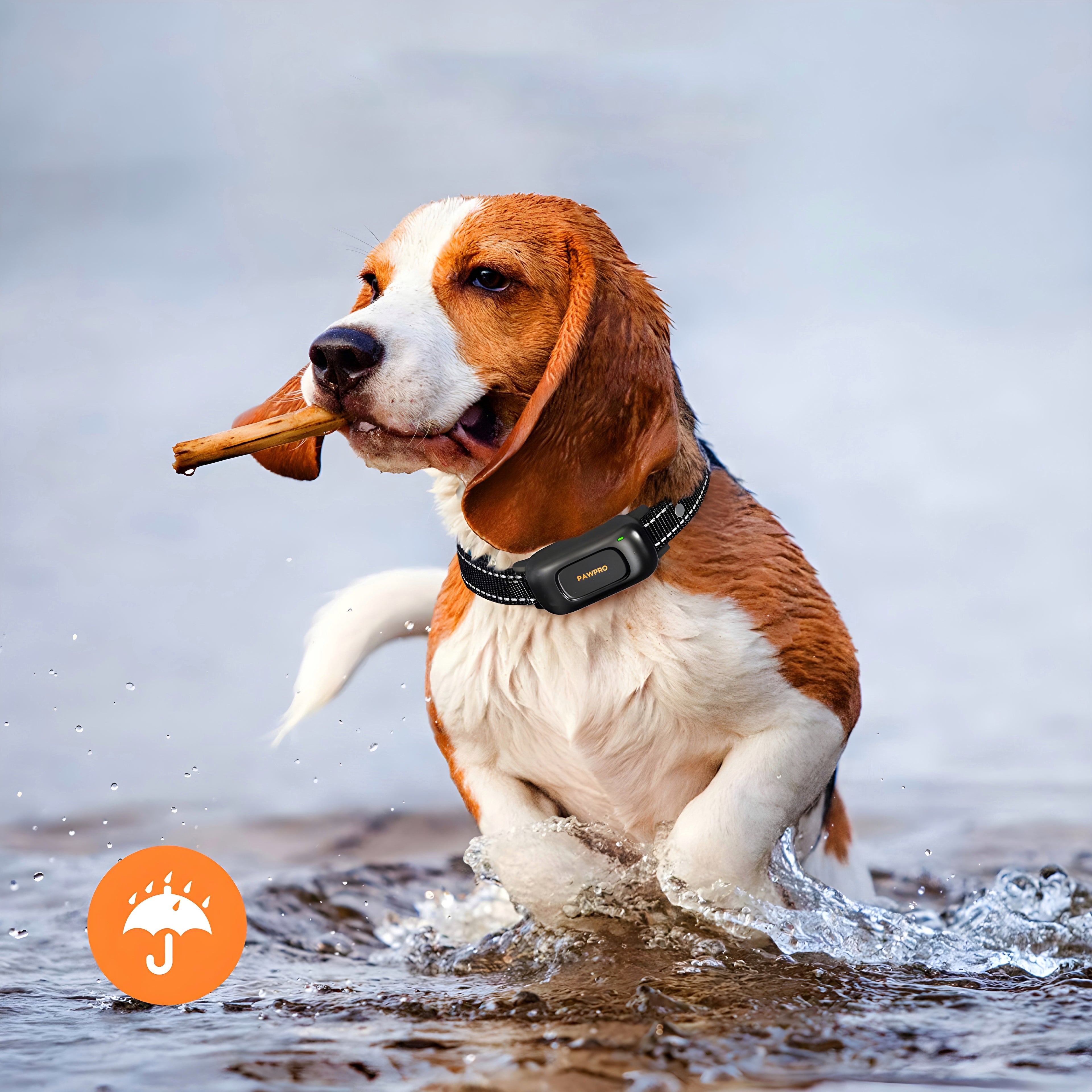 Les avantages et les inconvénients des différents types de colliers de dressage pour chien