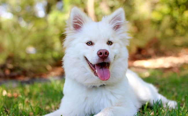 Collier de Dressage pour Chien : comment bien l'entretenir