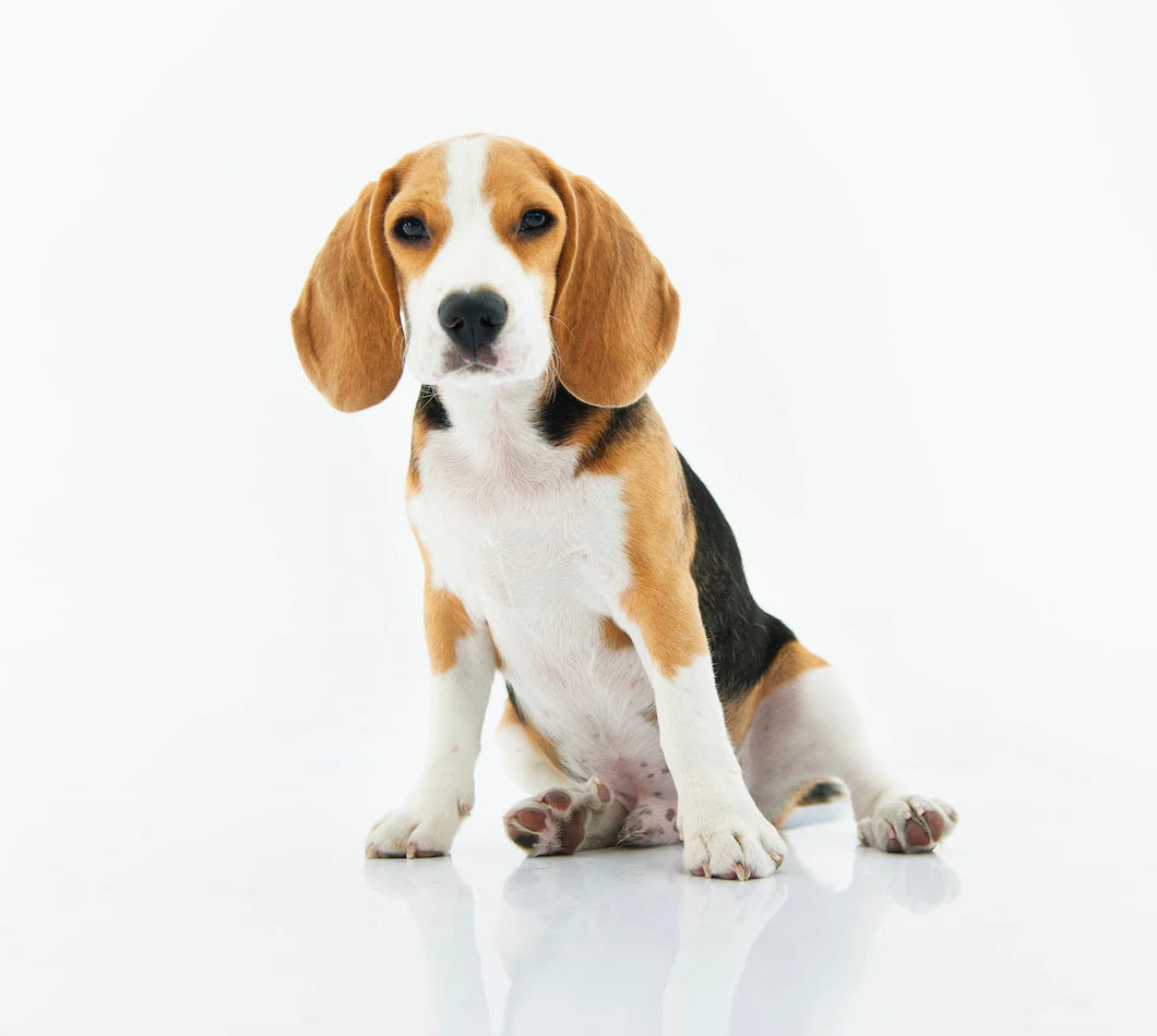 Collier anti-fugue : comment choisir le modèle adapté à votre Chien ?