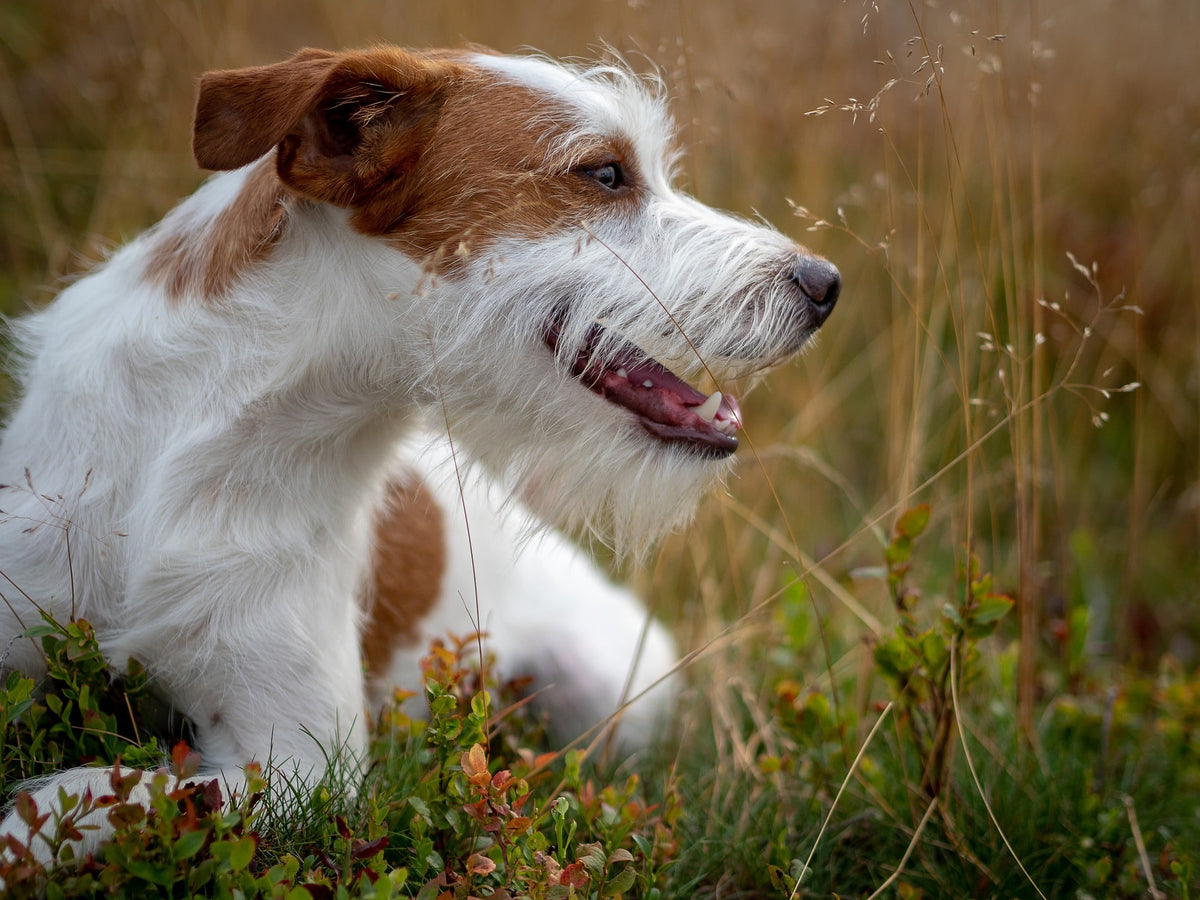 Interview : Comment j'ai utilisé un collier de dressage pour améliorer le comportement de mon chien