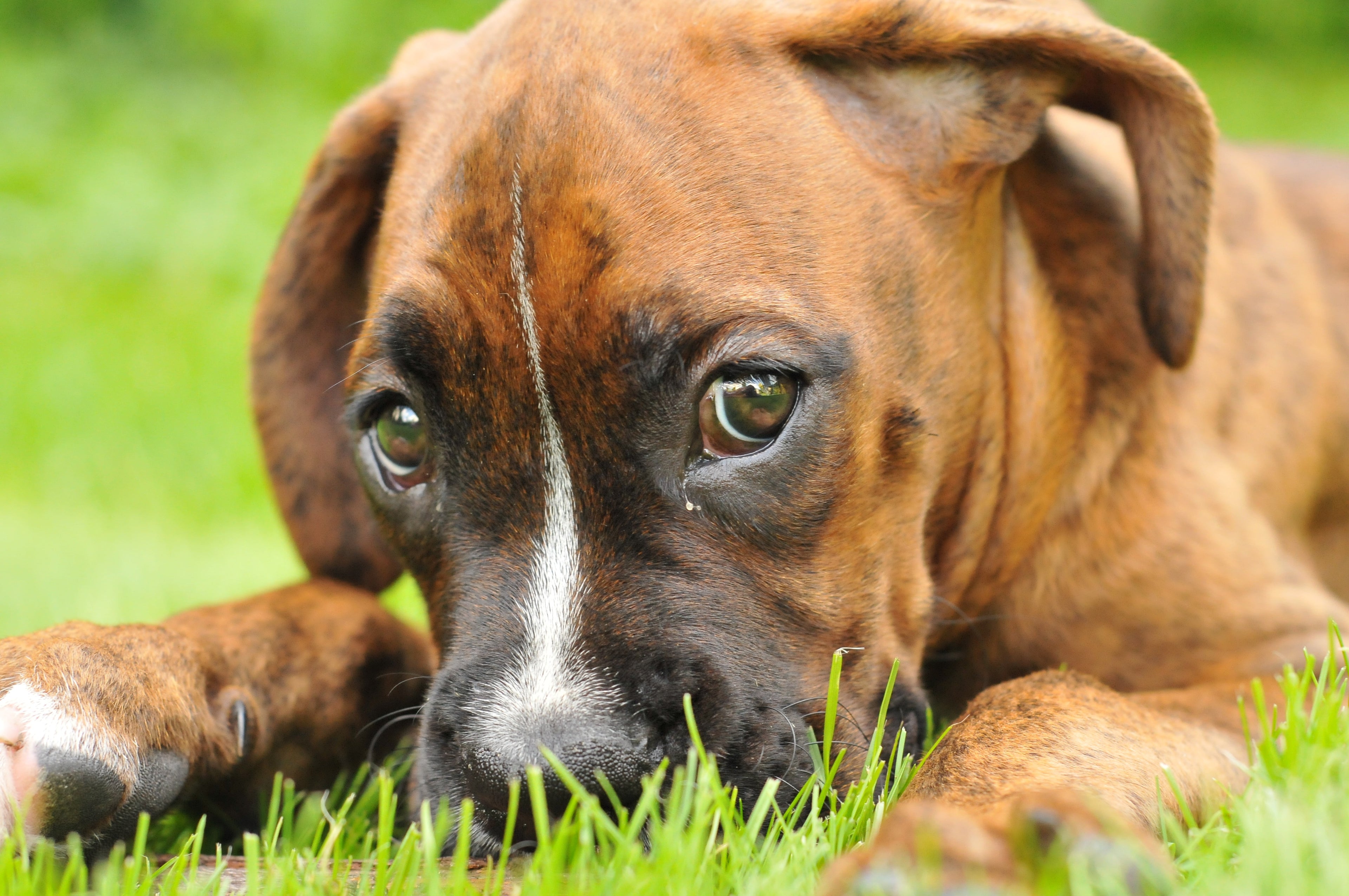 Comparatif des meilleurs colliers de dressage pour chien sur le marché : quel modèle est le plus adapté à vos besoins?