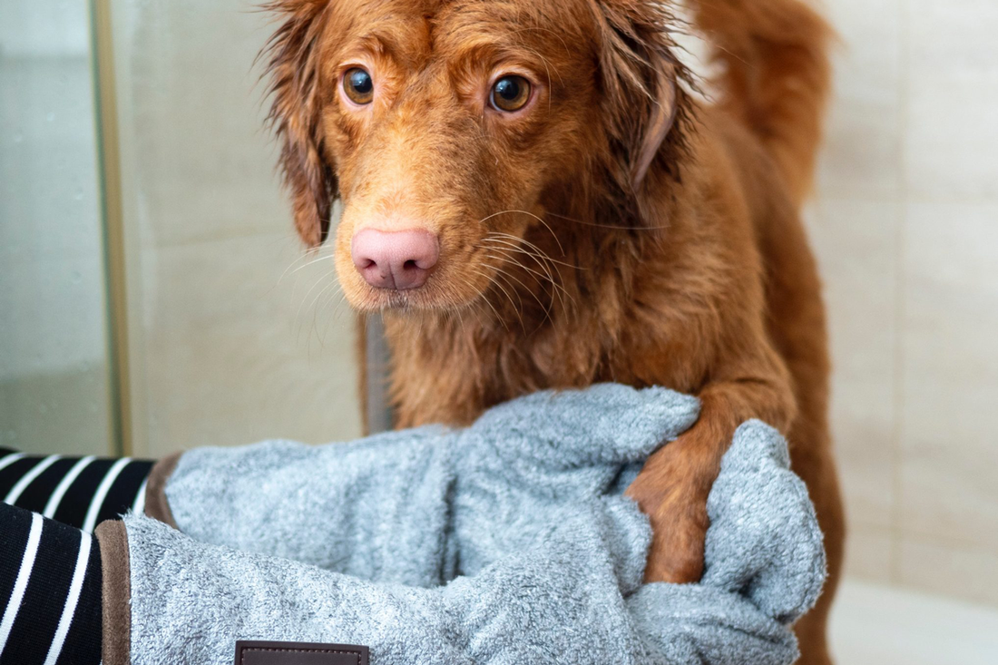 Témoignage: mon expérience d'utilisation du Collier de Dressage PAWPRO pour mon chien