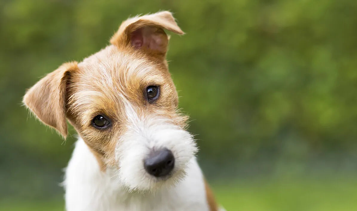 Les différentes technologies utilisées dans les colliers de dressage pour chien
