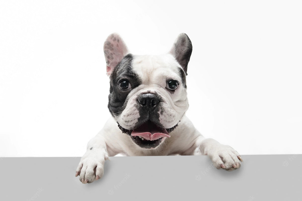 Collier de Dressage pour Chien : comment l'utiliser pour prévenir les fuites de votre animal