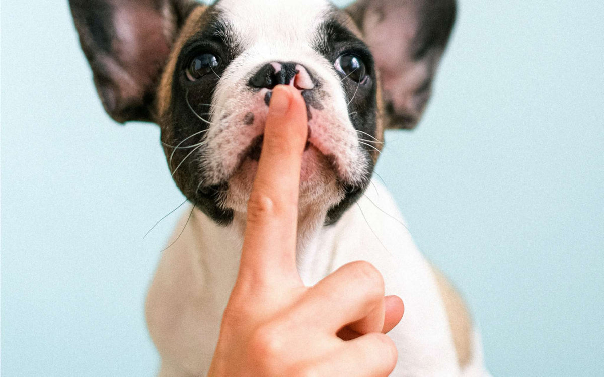 Les Colliers de Dressage pour Chien : un outil utile pour l'obéissance et le rappel