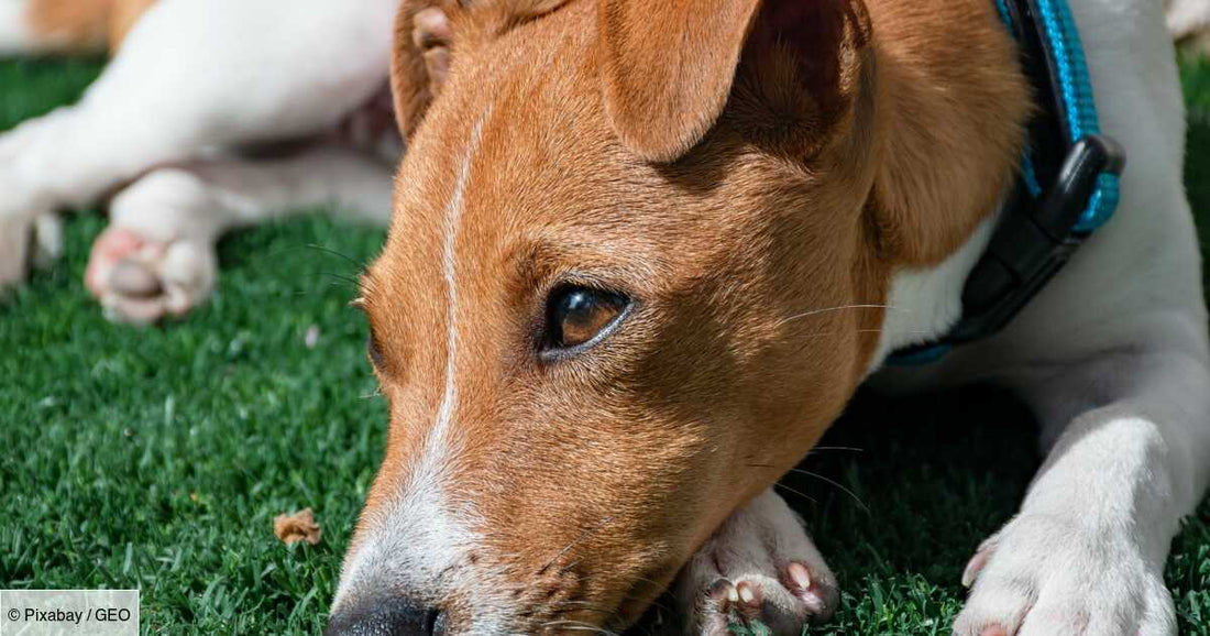 Avis sur les Colliers de Dressage pour Chien :  comparatif et conseils