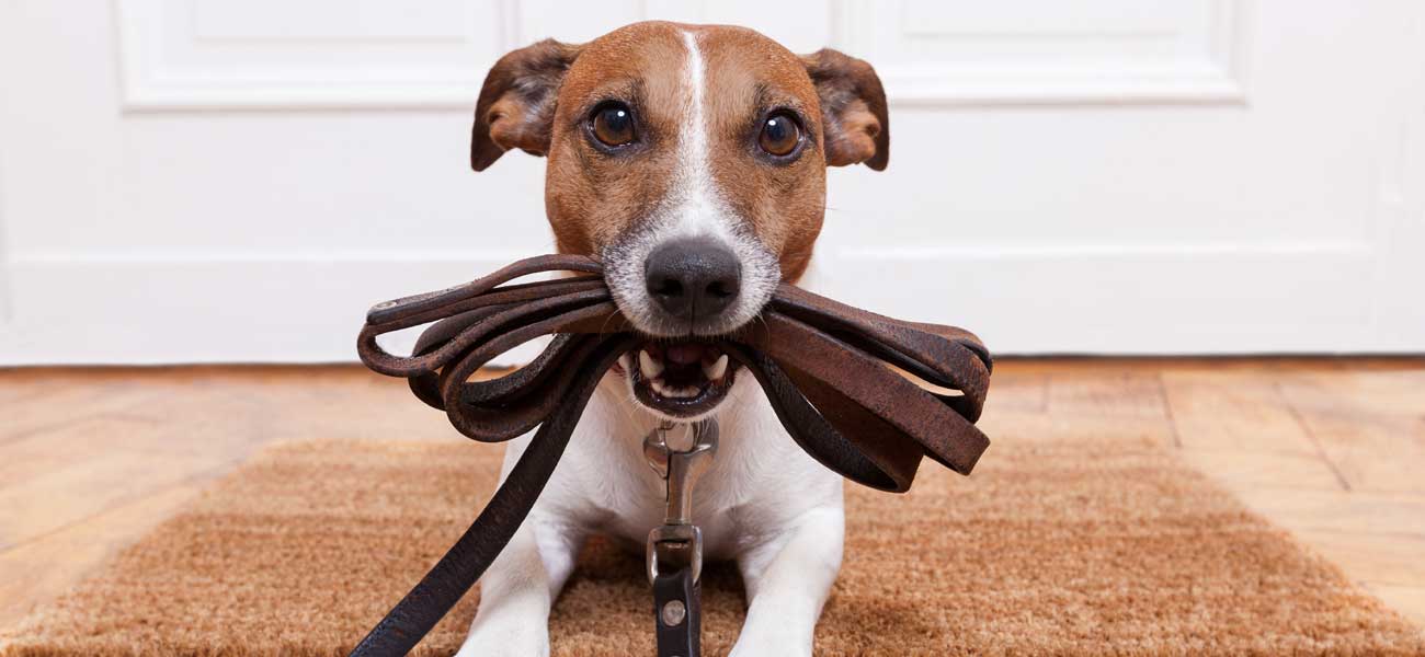 Comment utiliser un collier de dressage pour chien pour corriger les comportements agressifs ?