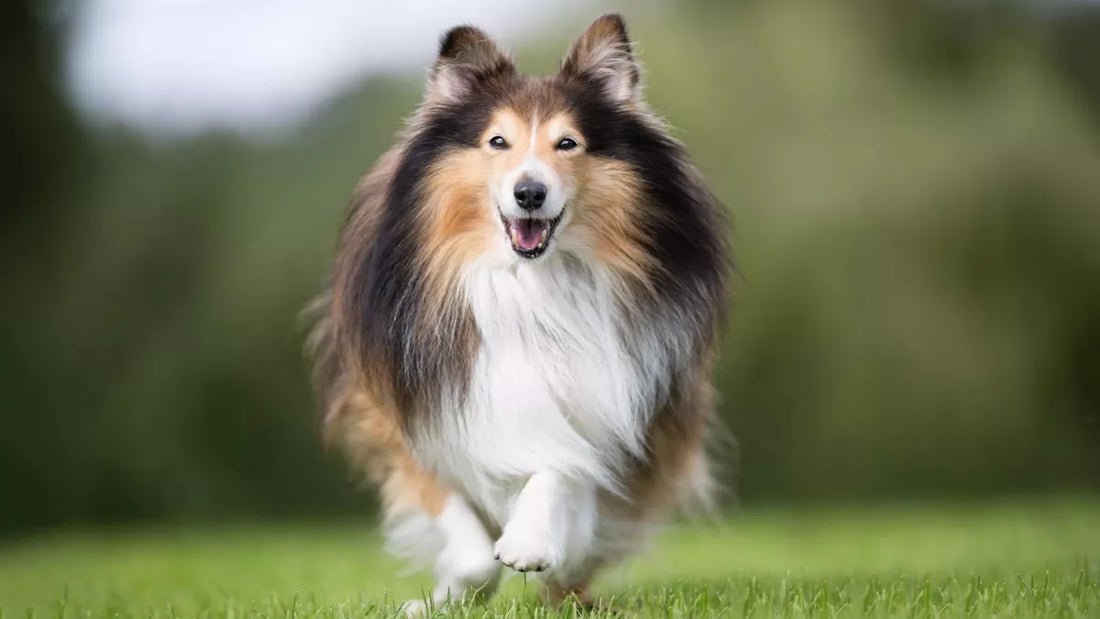 Les critères à prendre en compte pour acheter un collier de dressage pour chien