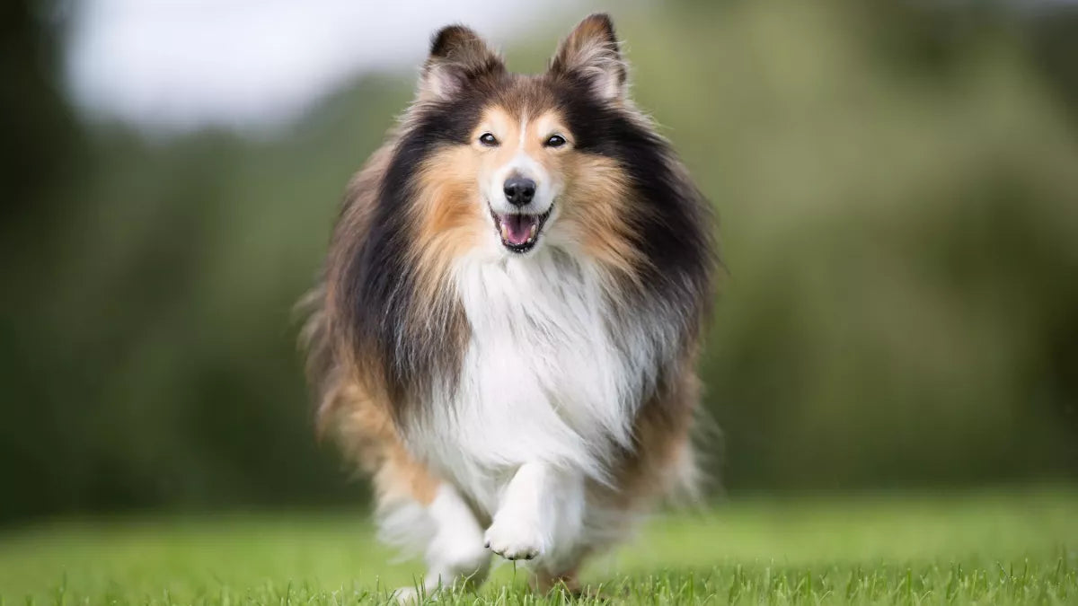 Les critères à prendre en compte pour acheter un collier de dressage pour chien