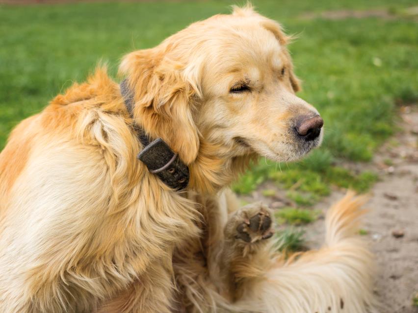Conseils d'experts pour utiliser efficacement un collier de dressage pour votre chien