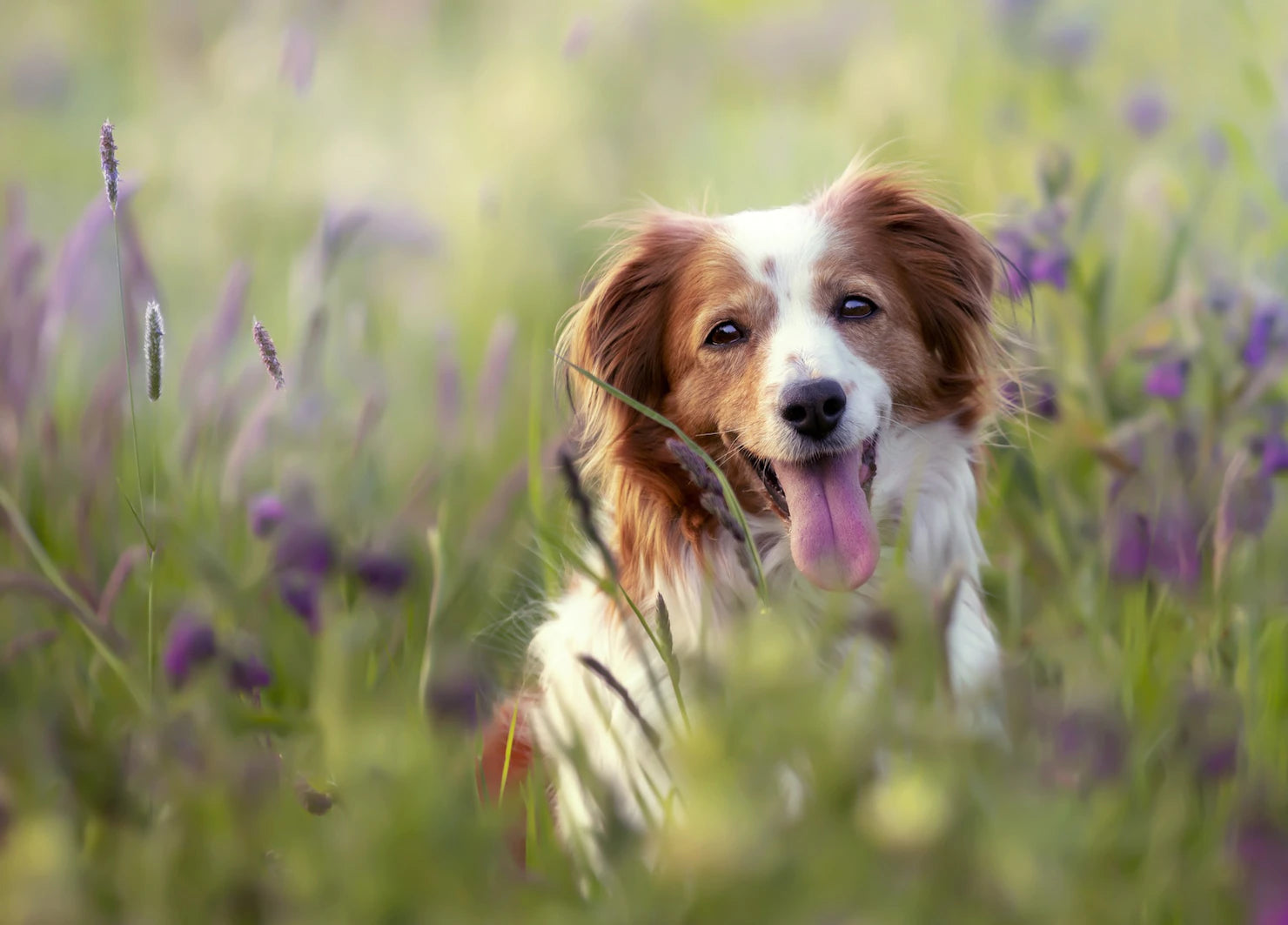 Colliers de Dressage pour chien : une solution efficace pour les chiens agités ou difficiles à concentrer
