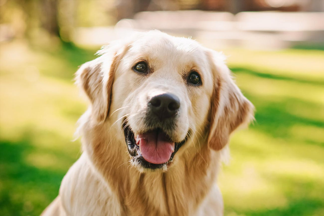 Collier de dressage pour chien : comment l'utiliser pour l'exercice et la stimulation mentale
