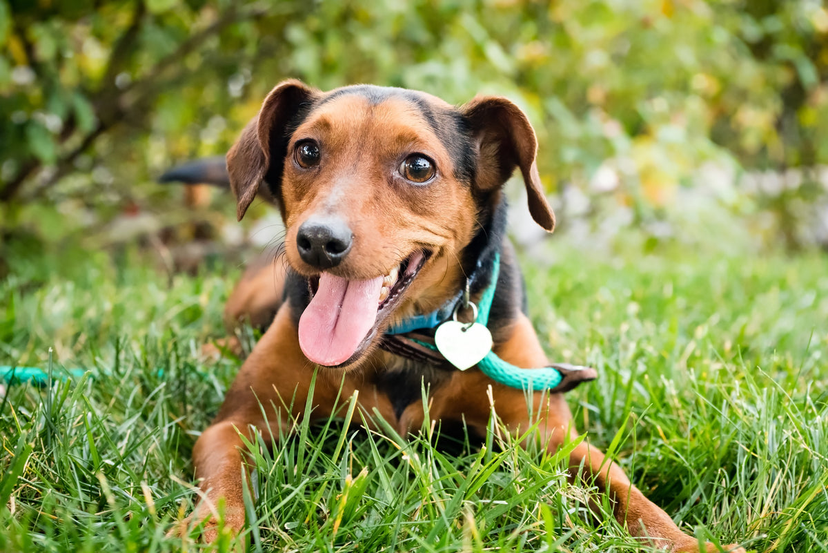 Collier de dressage pour chien : comment l'utiliser pour éviter les comportements indésirables