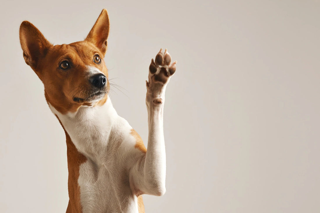 Les colliers de dressage pour chien : un outil utile pour la socialisation de votre animal