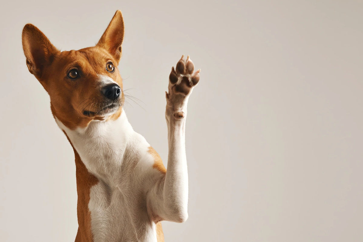 Les colliers de dressage pour chien : un outil utile pour la socialisation de votre animal