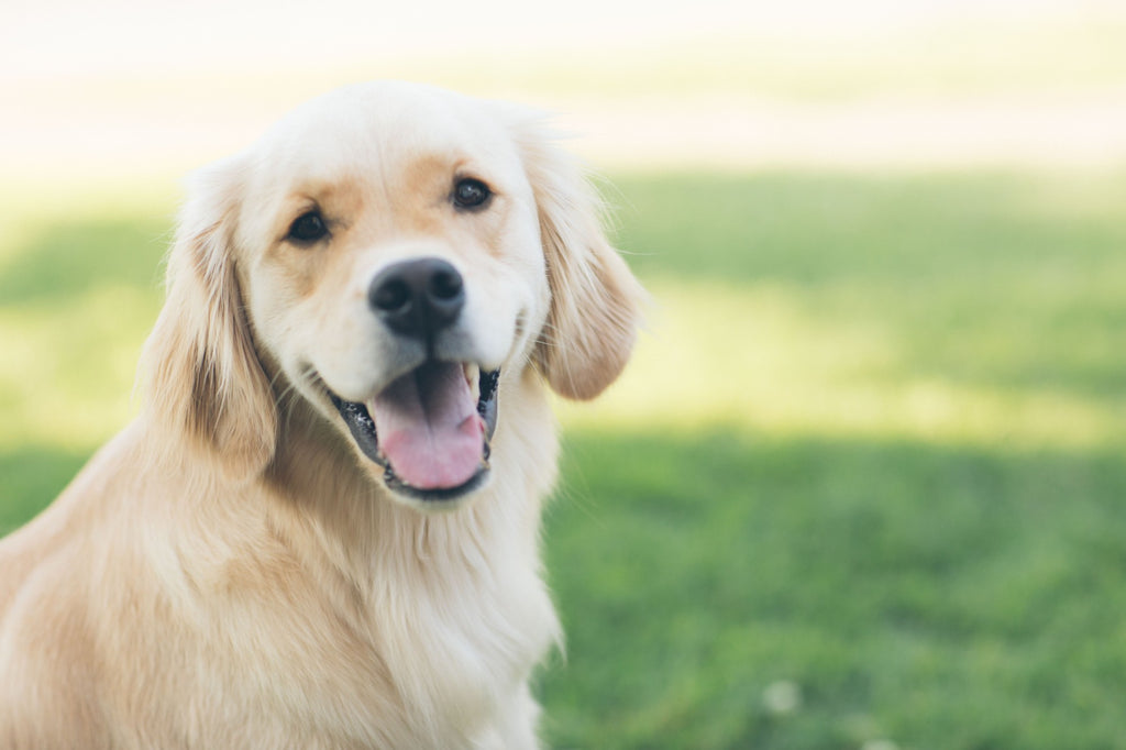 Les colliers de dressage pour chien : une aide précieuse pour les chiens anxieux ou craintifs