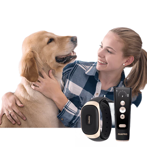 Les colliers de dressage pour chien : une alternative aux méthodes traditionnelles de dressage
