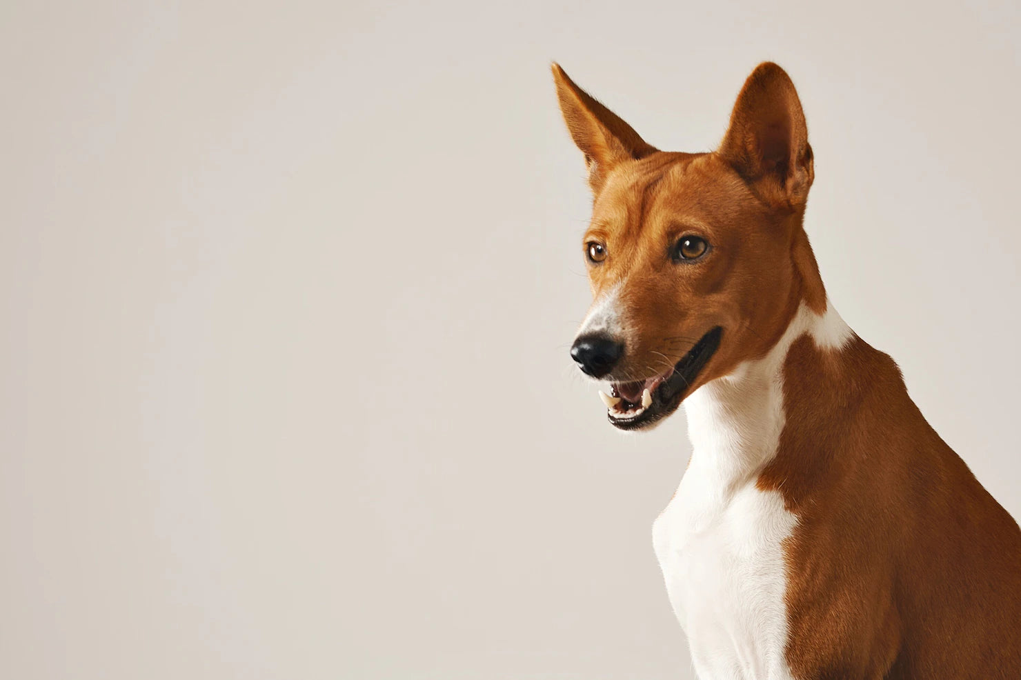 Les Colliers Électriques pour Chiens : sont-ils vraiment dangereux ?
