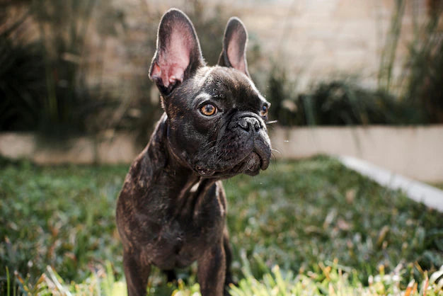 Les meilleurs Colliers Électriques pour Chiens : notre sélection