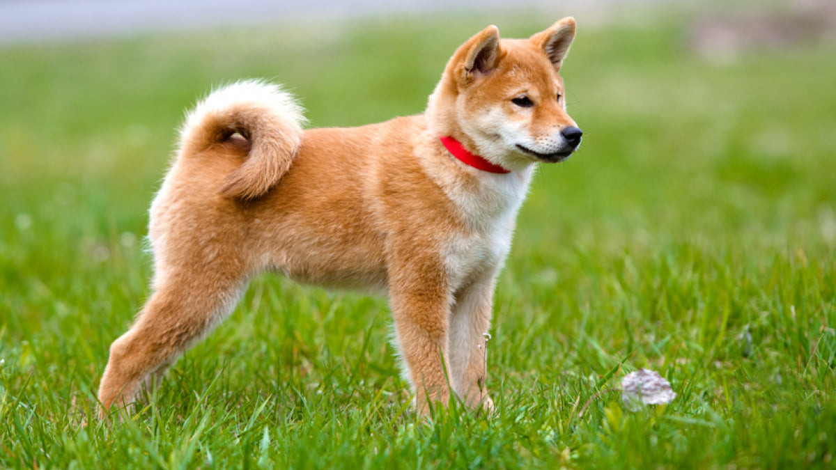 Les colliers de dressage pour chien : un outil de dressage efficace pour les chiens de tous âges