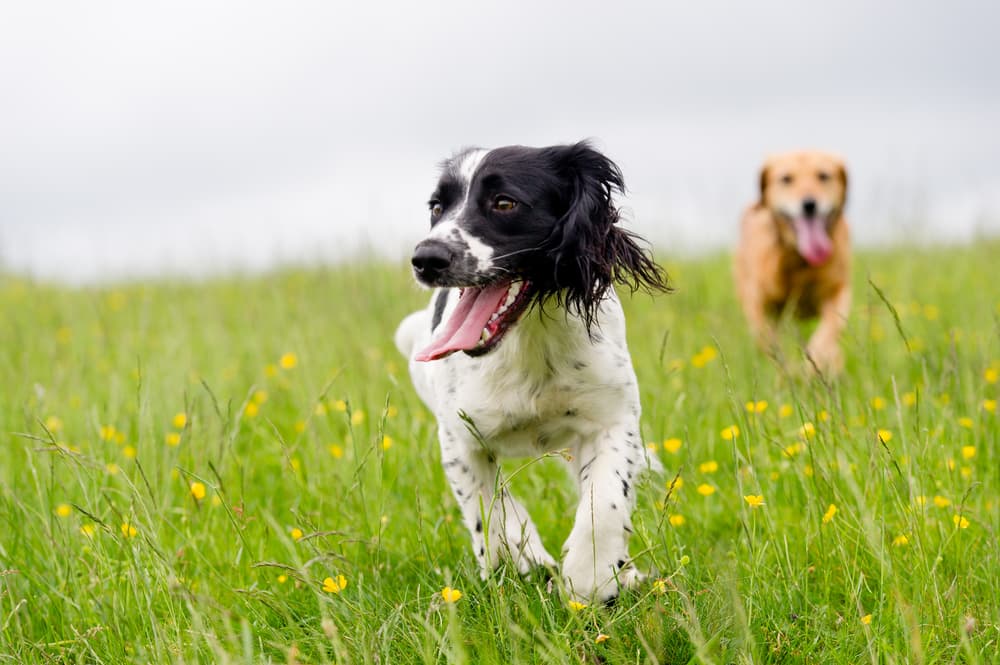 Comment entraîner votre chien à l'aide d'un collier de dressage : étapes à suivre