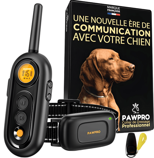 collier dressage chien