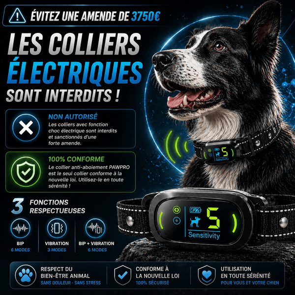 Collier Anti-Aboiement Conforme Nouvelle Loi - Modèle ALPHA2