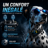 Collier Anti-Aboiement Conforme Nouvelle Loi - Modèle ALPHA2